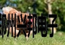 射频识别技术用于发现鸡的悲观情绪